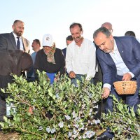 Yaban mersininde hasat bereketi 