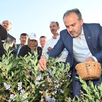 Yaban mersininde hasat bereketi 