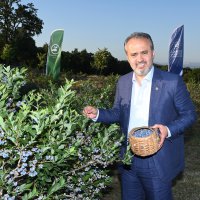 Yaban mersininde hasat bereketi 