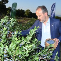 Yaban mersininde hasat bereketi 