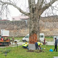 Asırlık çınarlar, ‘Çınar hekimleri’ ile güvende 