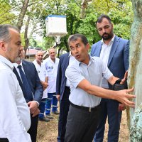 Asırlık çınarlar, ‘Çınar hekimleri’ ile güvende 