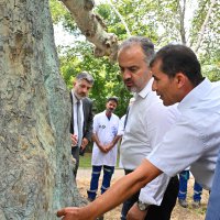 Asırlık çınarlar, ‘Çınar hekimleri’ ile güvende 