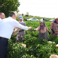 Tarlada serinleten ziyaret 