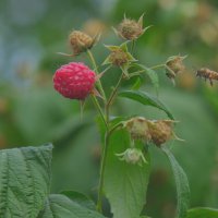 Ahudududa bereketli hasat 