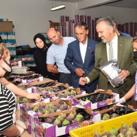 Kraliçe inciri için Büyükşehir devrede 