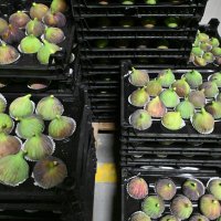 İncir üreticisine can suyu 