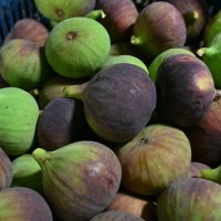 Büyükşehir, üreticiye can suyu oldu 