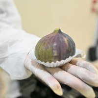 Büyükşehir, üreticiye can suyu oldu 