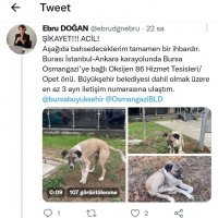 Hayvansever uyardı, Büyükşehir kurtardı 
