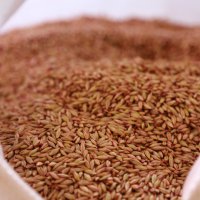 Çiftçilere tohum desteğine devam 