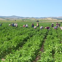 Yenişehir Biberi’ne de tescil belgesi 