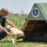 Sokak hayvanlarına Büyükşehir şefkati 