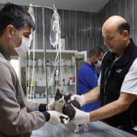 Sokak hayvanlarına Büyükşehir şefkati 