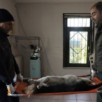 Sokak hayvanlarına Büyükşehir şefkati 