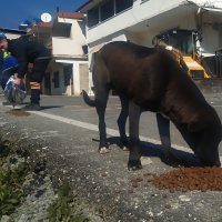 Nerede bir can varsa, orada Bursa var 