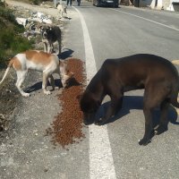 Nerede bir can varsa, orada Bursa var 