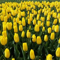 Baharın tüm renkleri Bursa’yı sardı 