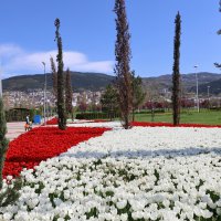 Baharın tüm renkleri Bursa’yı sardı 