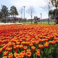 Baharın tüm renkleri Bursa’yı sardı 