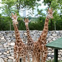 Bayram neşesi, Hayvanat Bahçesi’nde yaşanacak 