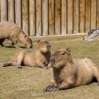 Bayram neşesi, Hayvanat Bahçesi’nde yaşanacak 
