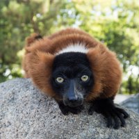 Bayram neşesi, Hayvanat Bahçesi’nde yaşanacak 