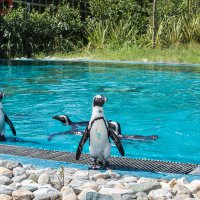 Çocukların bayramı Hayvanat Bahçesi’nde 