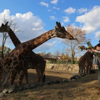 Çocukların bayramı Hayvanat Bahçesi’nde 