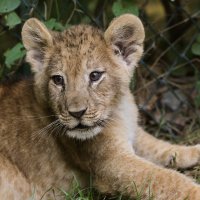 Çocukların bayramı Hayvanat Bahçesi’nde 