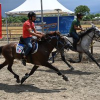 Rahvan at yarışlarında çeyrek final heyecanı 