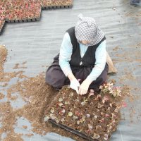 Çiftçi üretiyor, Bursa çiçek açıyor 