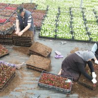 Çiftçi üretiyor, Bursa çiçek açıyor 