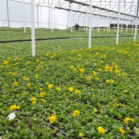 Çiftçi üretiyor, Bursa çiçek açıyor 