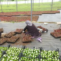 Çiftçi üretiyor, Bursa çiçek açıyor 