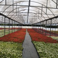 Çiftçi üretiyor, Bursa çiçek açıyor 