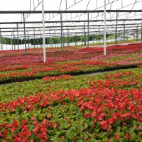 Çiftçi üretiyor, Bursa çiçek açıyor 