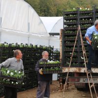 Çiftçi üretiyor, Bursa çiçek açıyor 