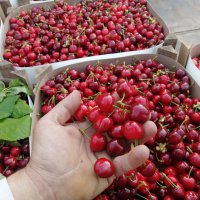 Keles kirazı da artık tescilli 