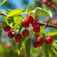 Keles kirazı da artık tescilli 