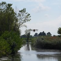 Drone ile sinek avı 