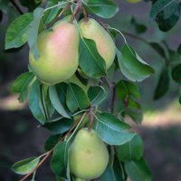 Başkan Aktaş’tan çiftçiye tarlada ziyaret 