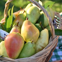 ‘Yeşil gastronomi’ ile lezzet şöleni 