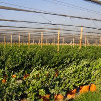 Bursa’nın yükselen değeri; tarım 