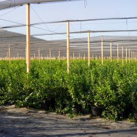 Bursa’nın yükselen değeri; tarım 