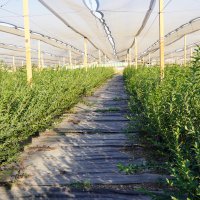 Bursa’nın yükselen değeri; tarım 