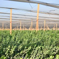 Bursa’nın yükselen değeri; tarım 