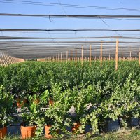 Bursa’nın yükselen değeri; tarım 