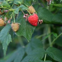 Bursa’nın yükselen değeri; tarım 