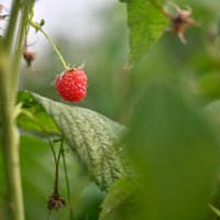 Bursa’nın yükselen değeri; tarım 